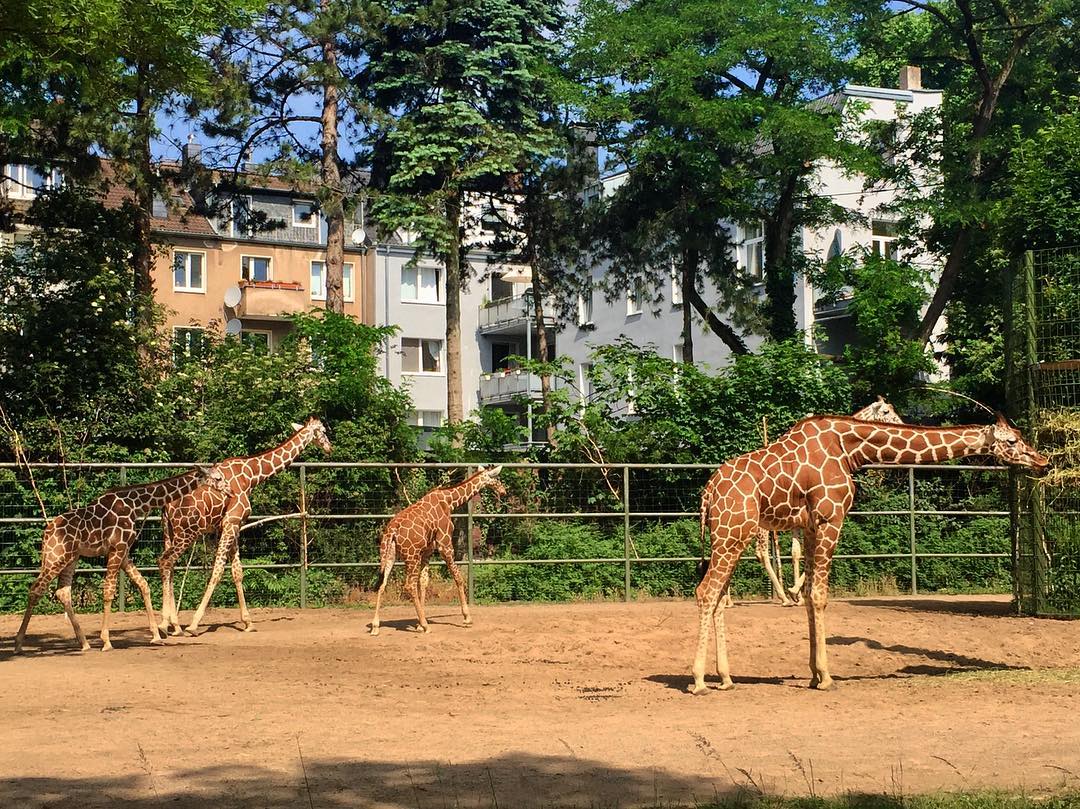 Kölner Zoo Kölner Zoo