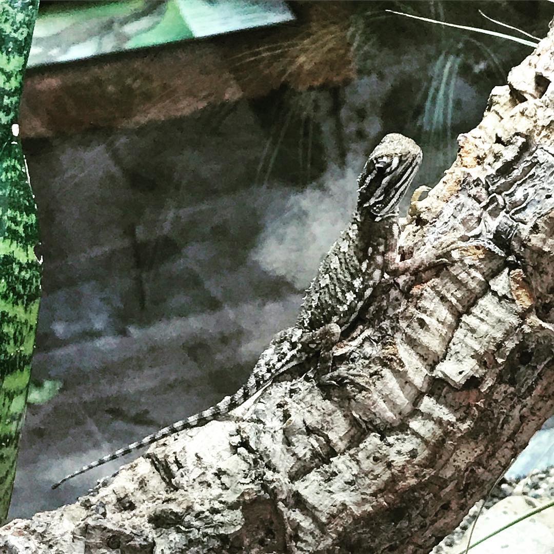 Kölner Zoo